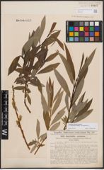 Foto von Salix dasyclados Wimm. x Salix purpurea L.